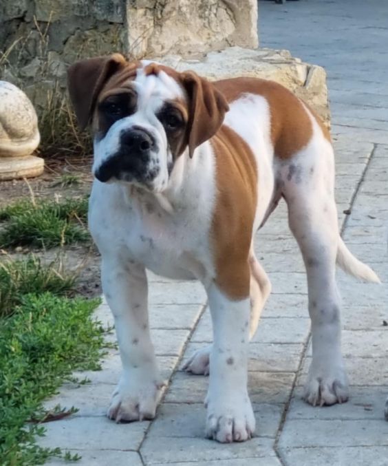 Annabelle De la queue du grill