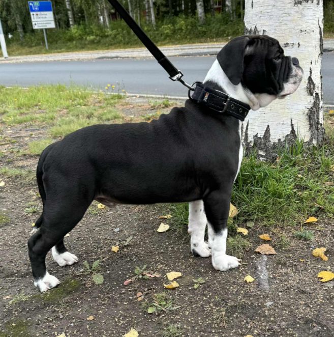 Azizam dit bono De la queue du grill