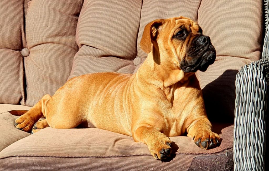 Anastasia dite belle De la queue du grill