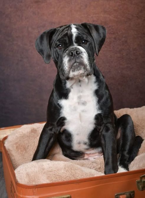 Archibald De la queue du grill