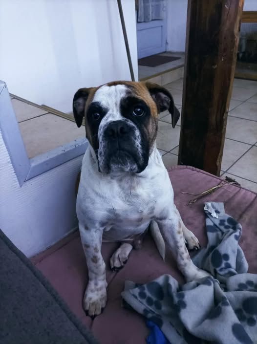 Artemus dit aslan De la queue du grill