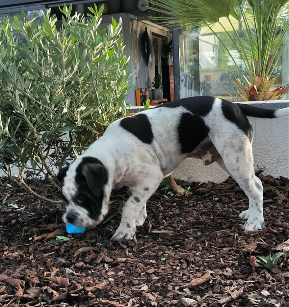 Alamo dit apache De la queue du grill