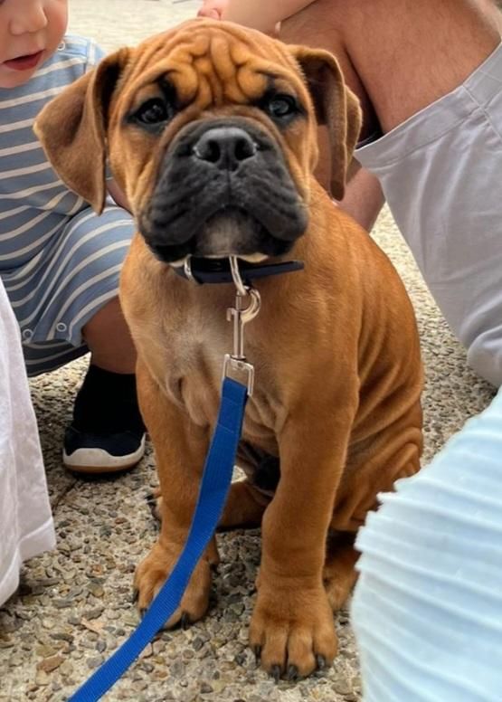 Alf De la queue du grill