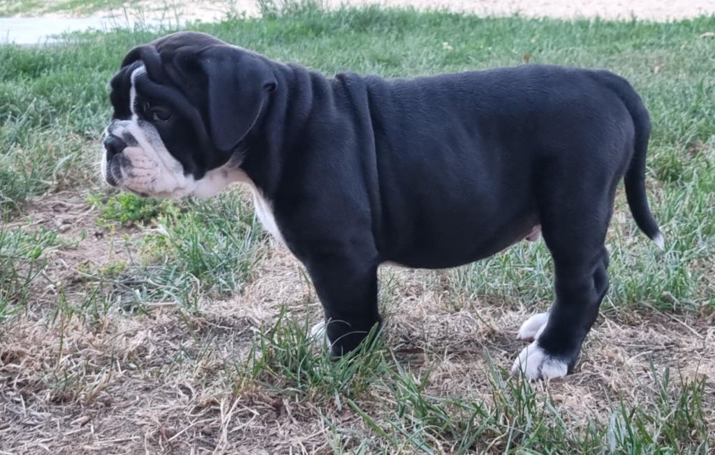 Astro De la queue du grill