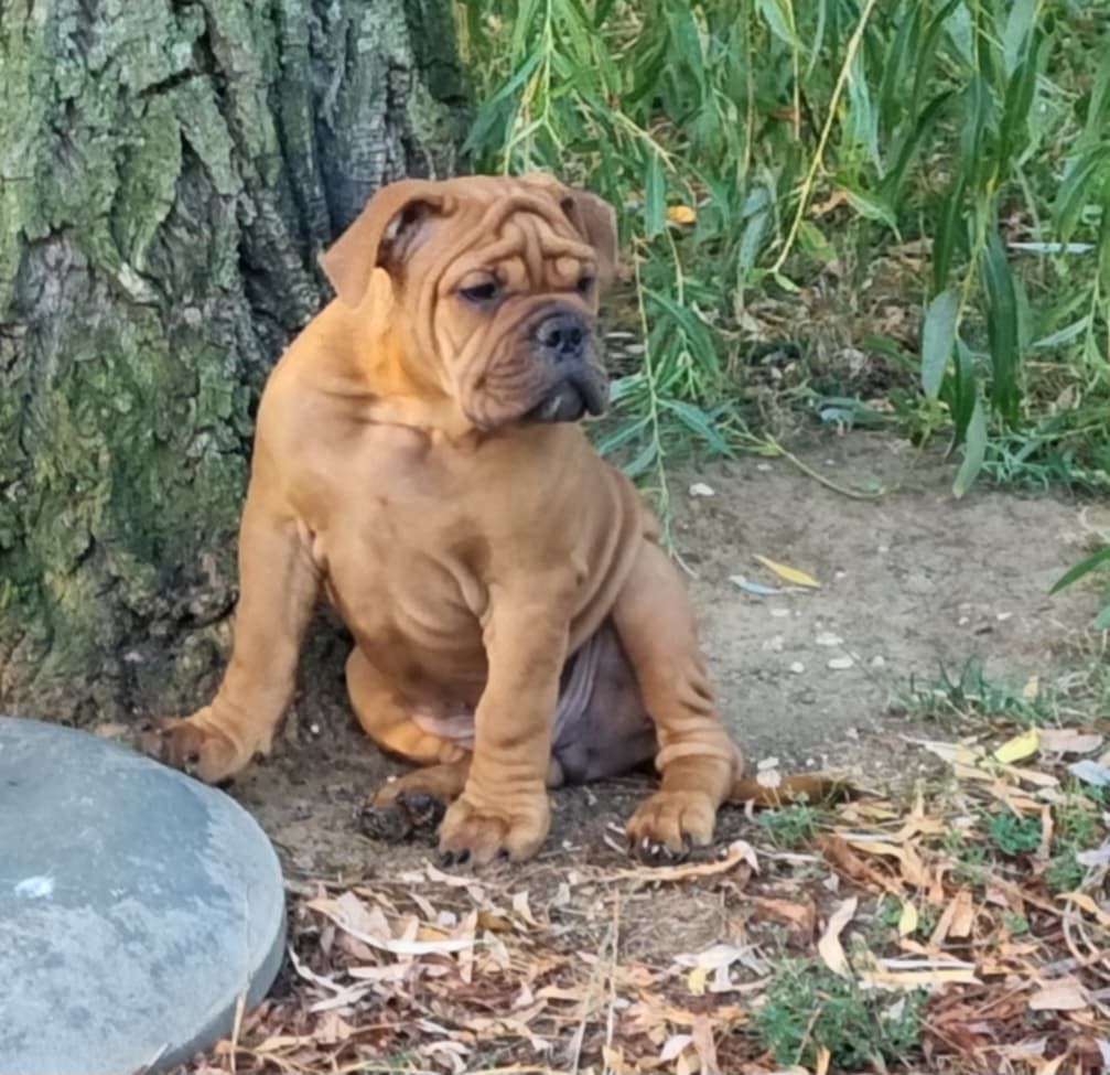 Arius dit marius De la queue du grill