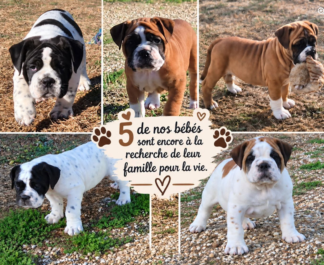 Chiots disponibles