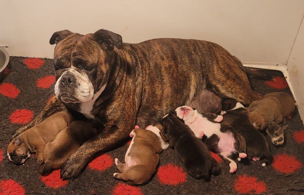 De la queue du grill - RHETT BUTLER de nouveau papa