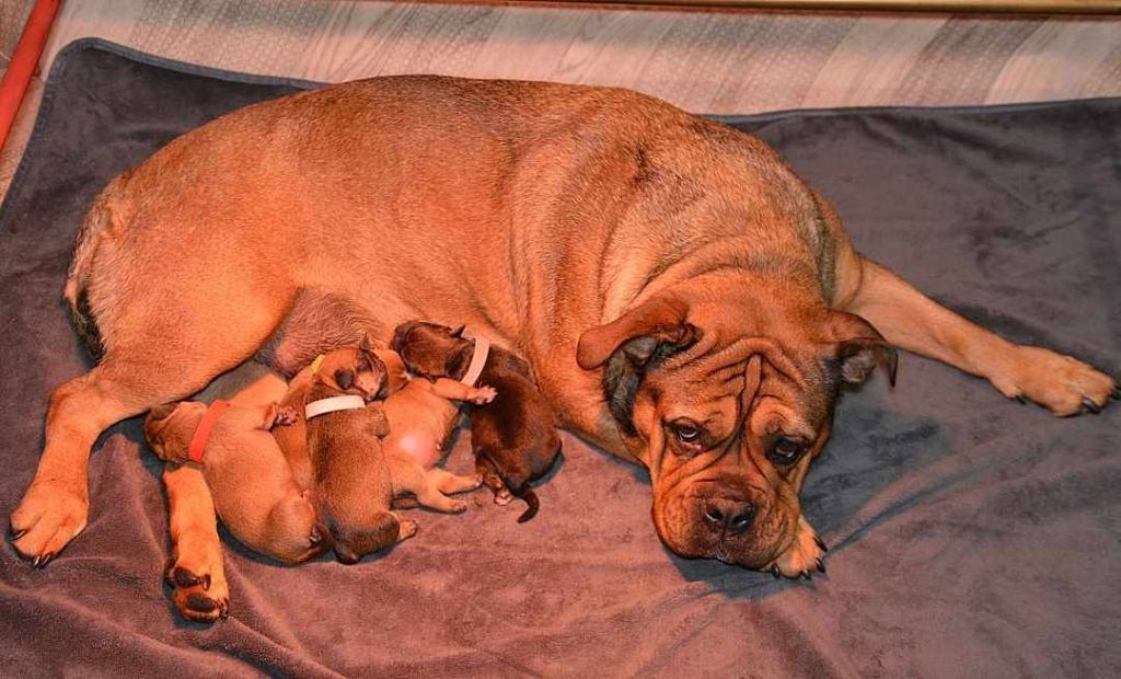 Naissance à l'élevage de Kalinka des Roches Blanches