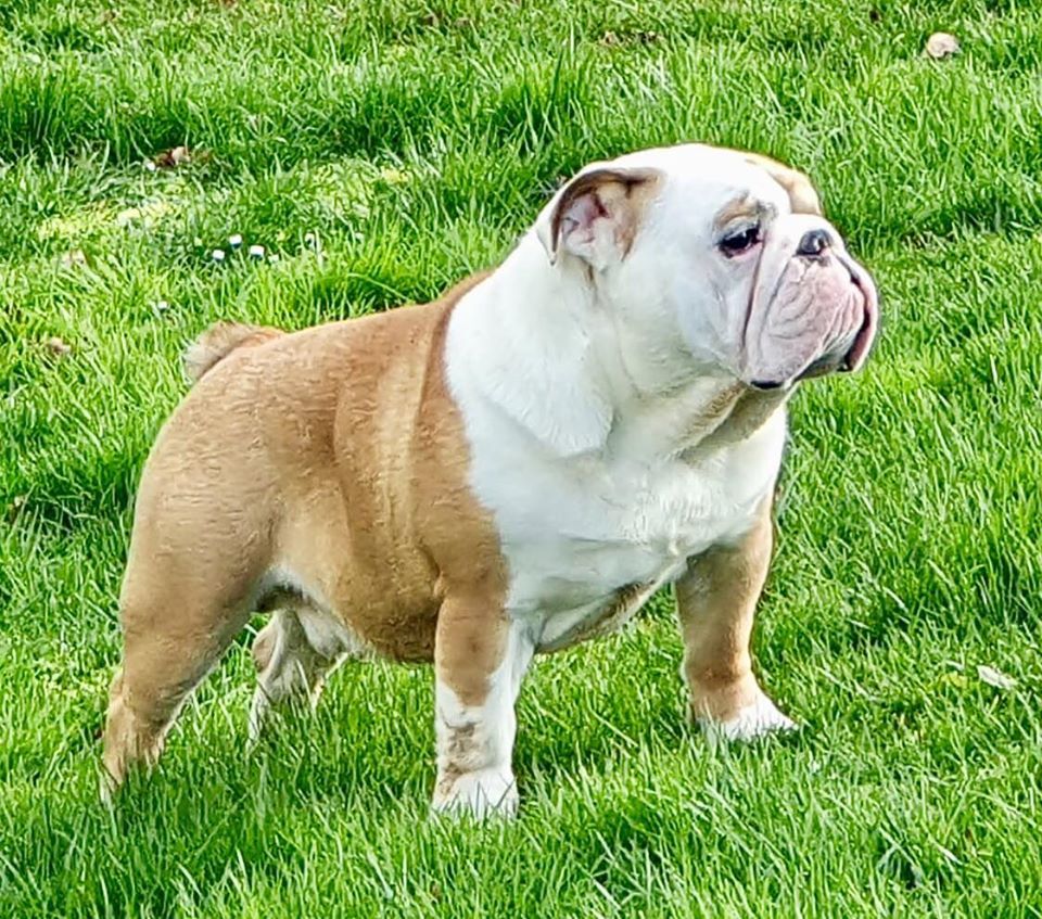 UN NOUVEAU BULLDOG ....