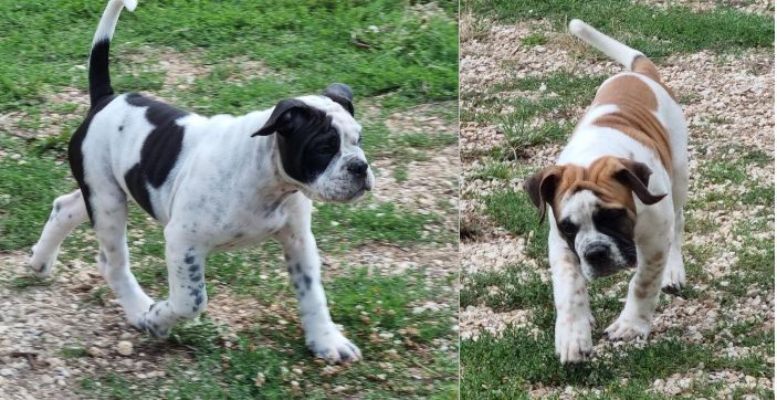 2 adorables chiots encore dispos