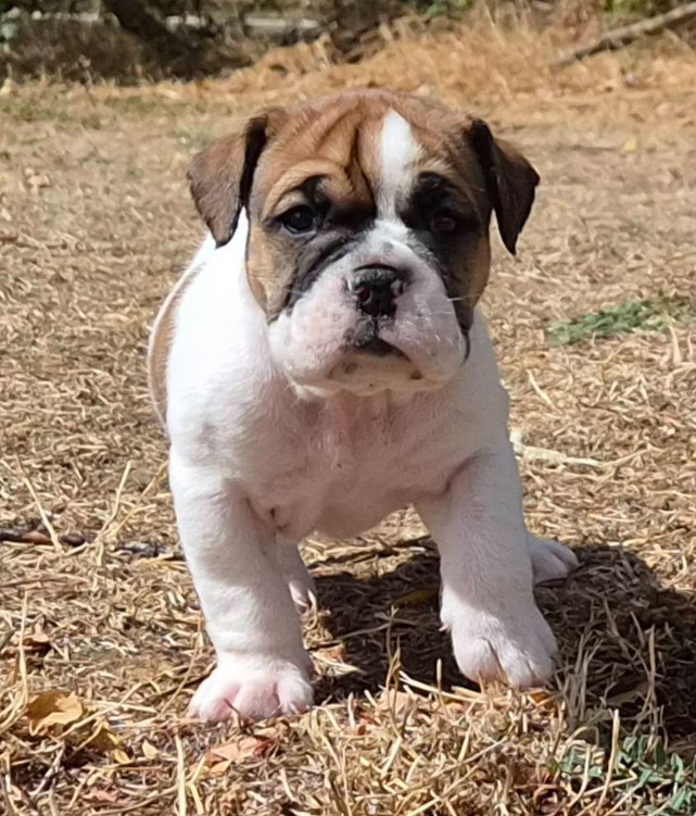 CHIOTS DE GUEGUETTE ET THAÏRYS A 1 MOIS