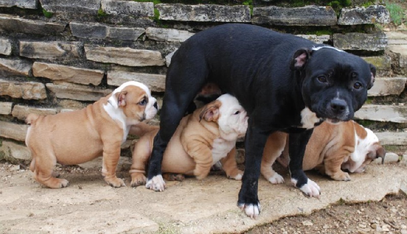 1ère SORTIE CHIOTS FUNNY GIRL x BURT