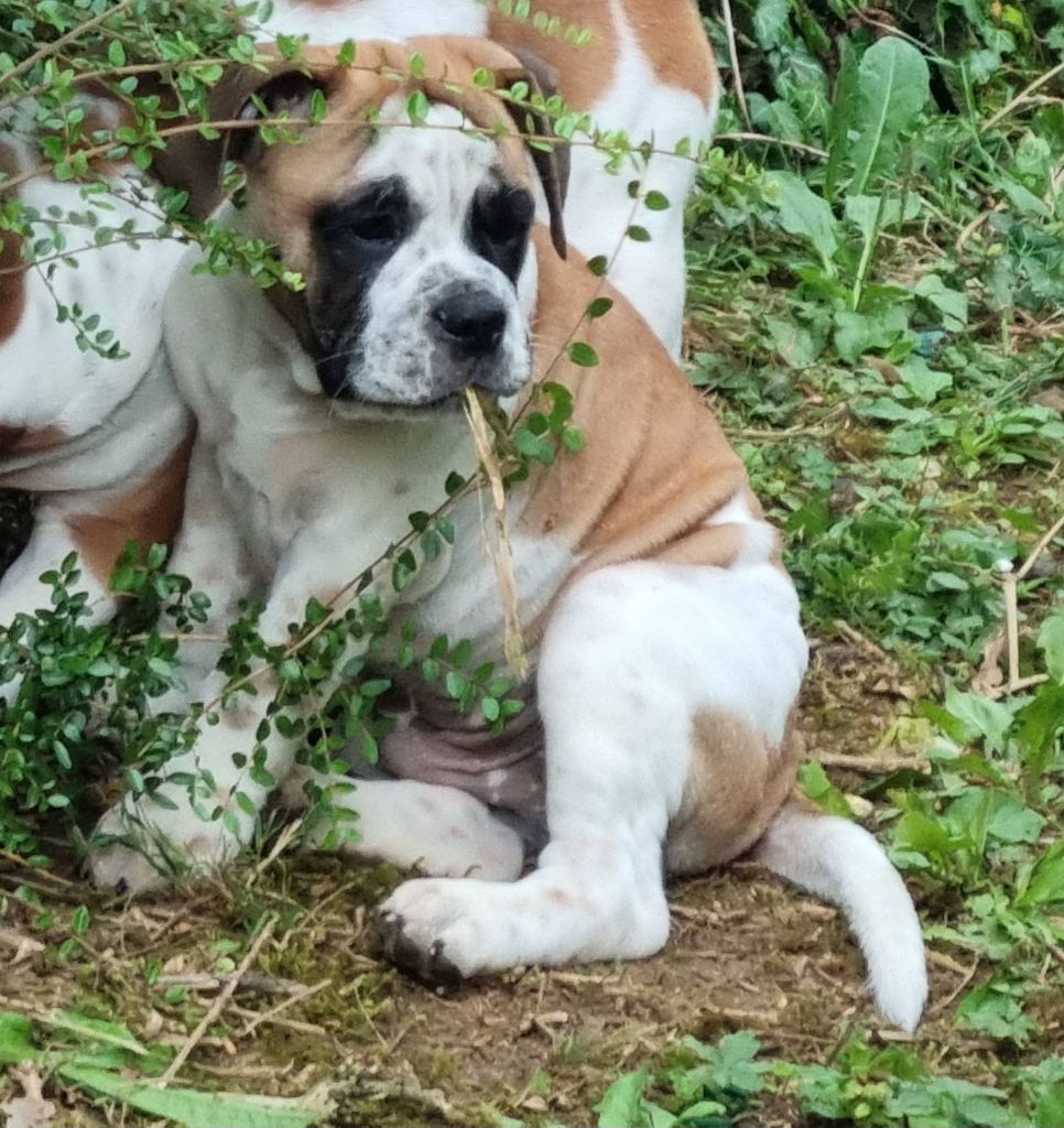 De la queue du grill - Chiots disponibles - Bulldog continental