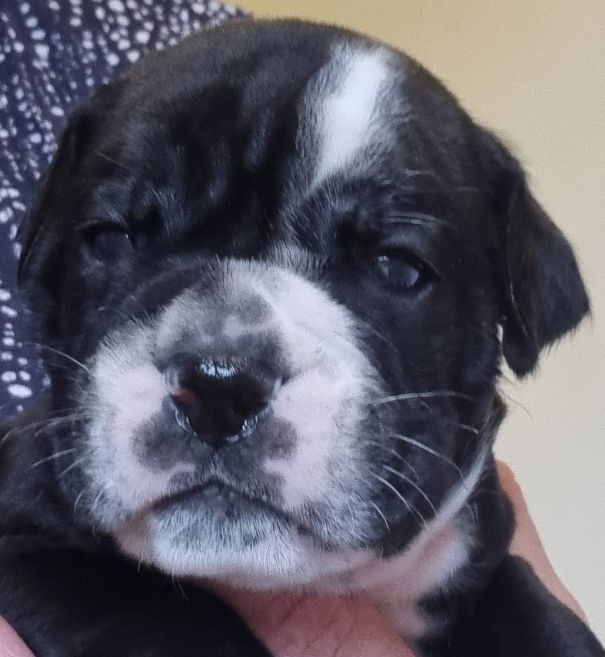 De la queue du grill - Chiots disponibles - Bulldog continental