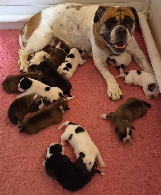 Chiot Bulldog continental De la queue du grill