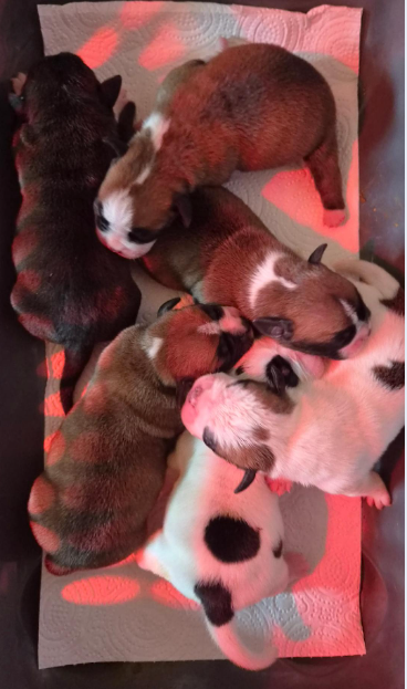 De la queue du grill - Chiots disponibles - Bulldog continental