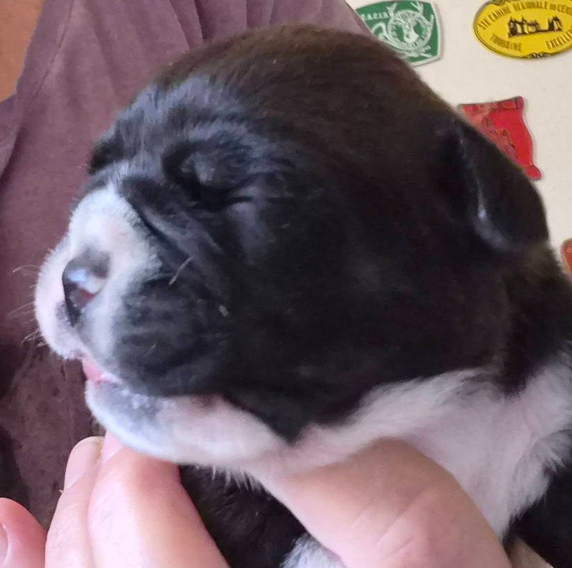De la queue du grill - Chiots disponibles - Bulldog continental