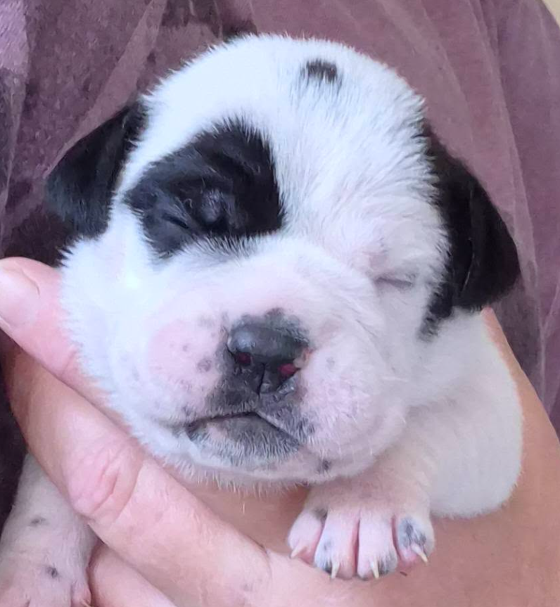 De la queue du grill - Chiots disponibles - Bulldog continental