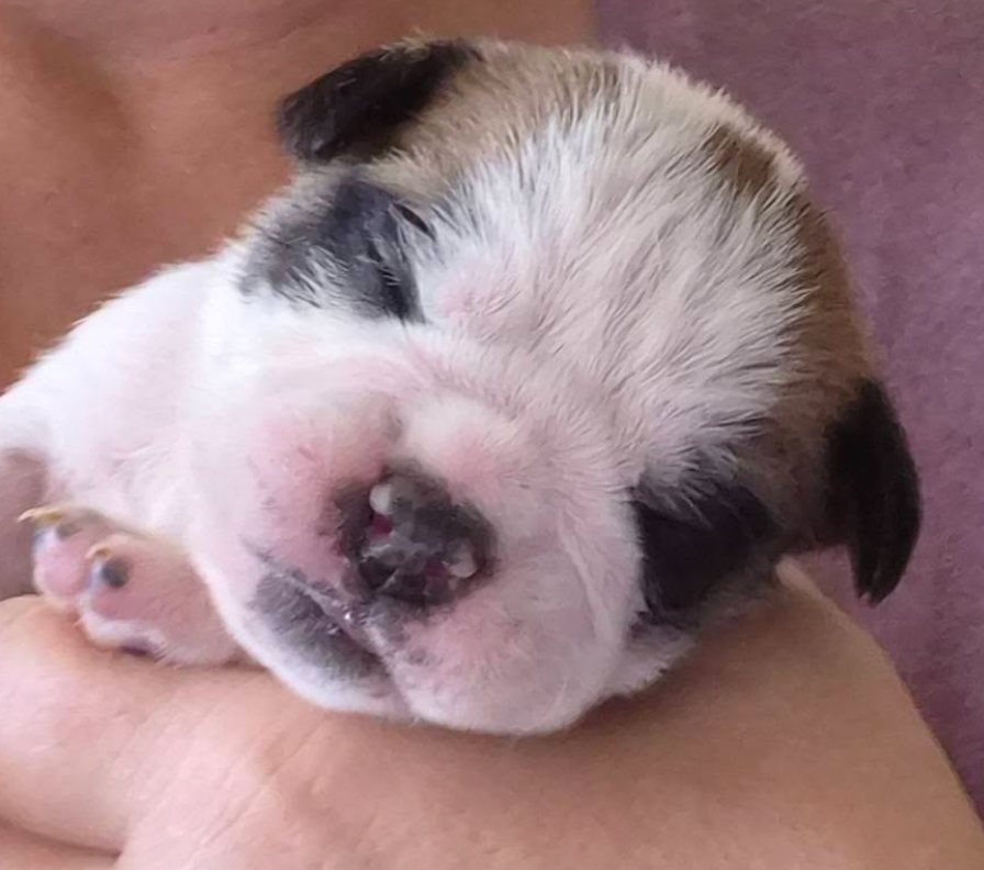 De la queue du grill - Chiots disponibles - Bulldog continental