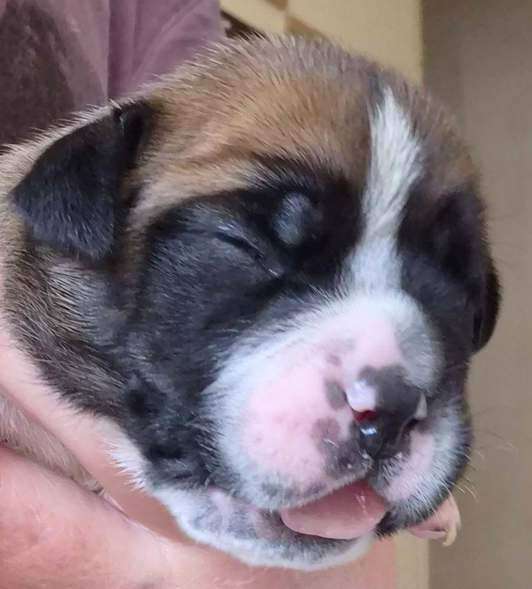 De la queue du grill - Chiots disponibles - Bulldog continental