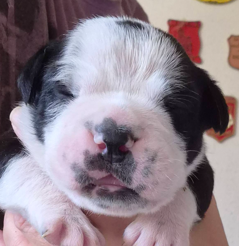 De la queue du grill - Chiots disponibles - Bulldog continental