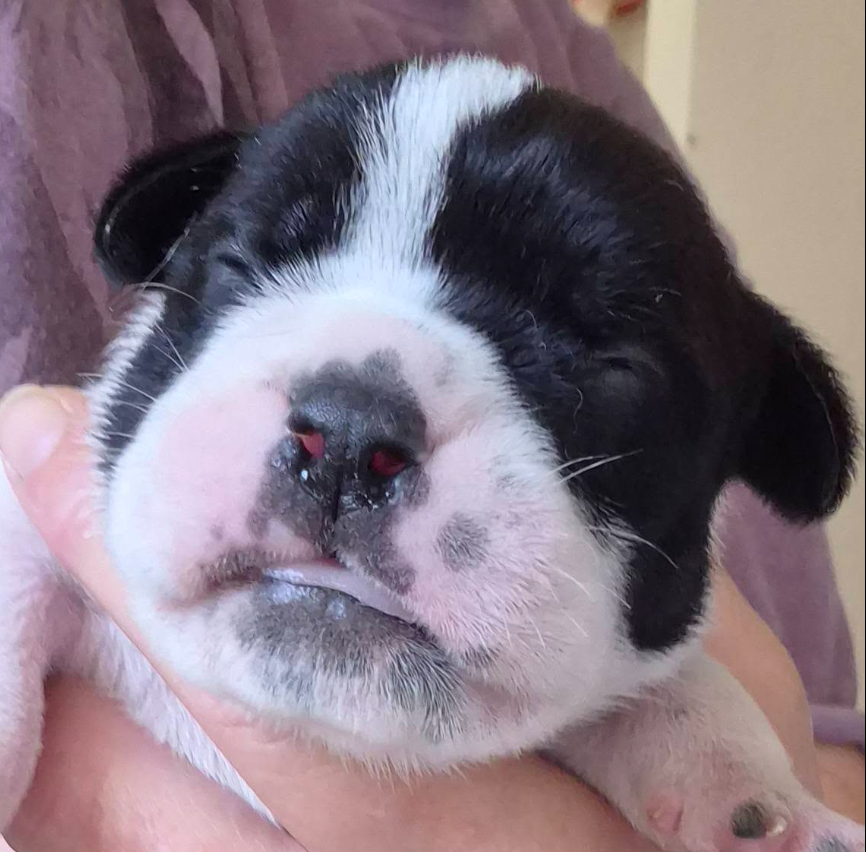 De la queue du grill - Chiots disponibles - Bulldog continental