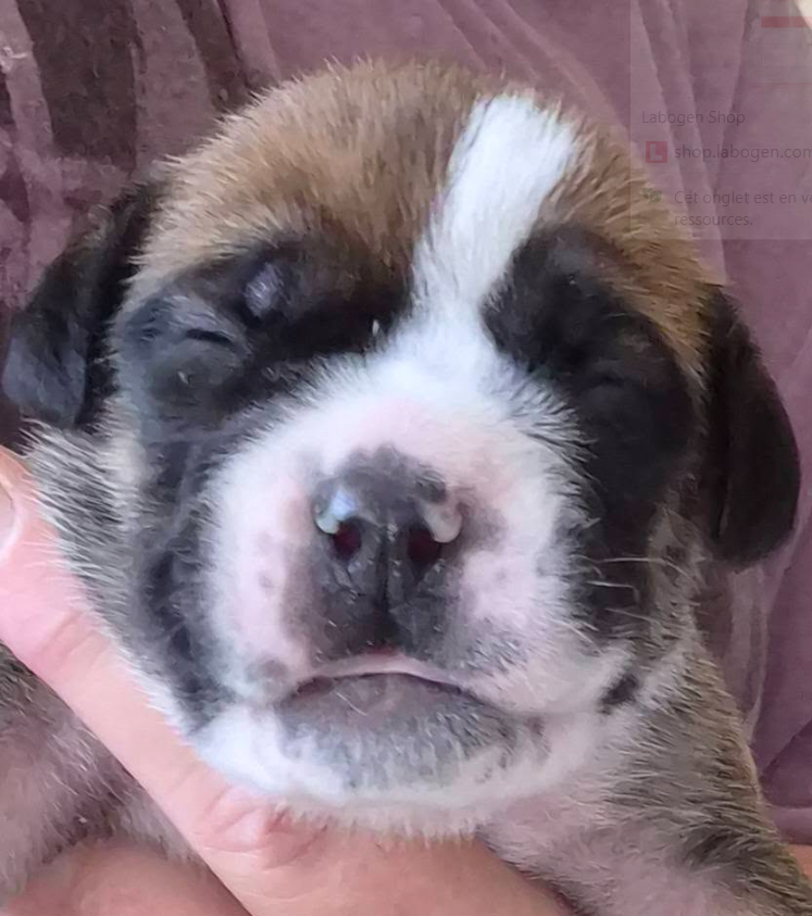 De la queue du grill - Chiots disponibles - Bulldog continental