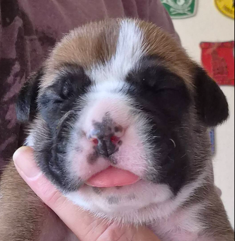 De la queue du grill - Chiots disponibles - Bulldog continental