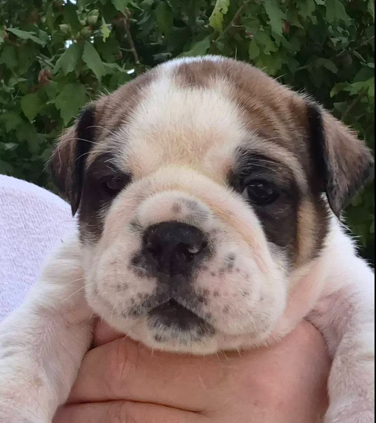 De la queue du grill - Chiots disponibles - Bulldog continental