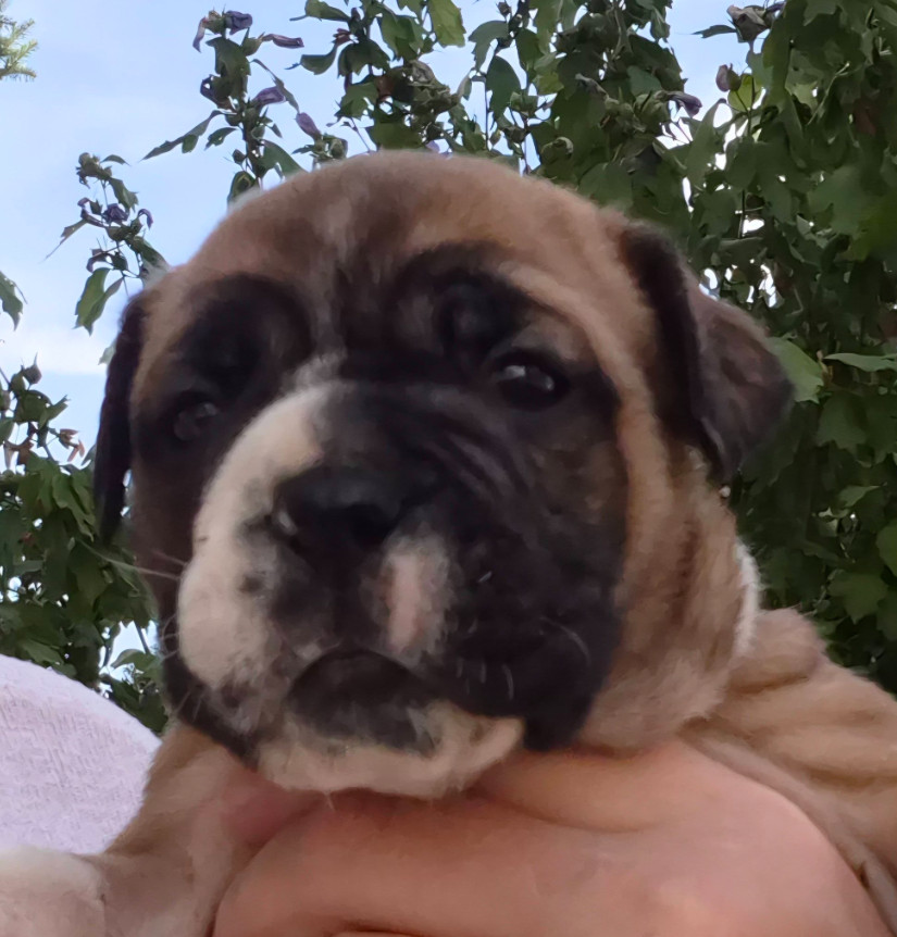 De la queue du grill - Chiots disponibles - Bulldog continental