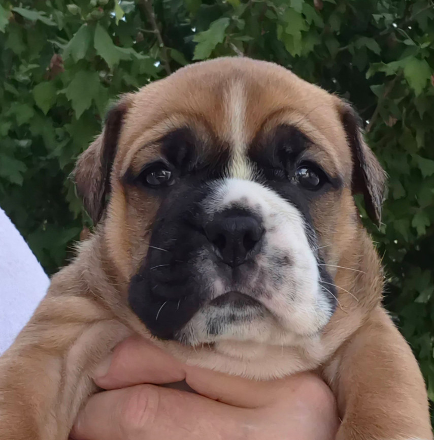 De la queue du grill - Chiots disponibles - Bulldog continental