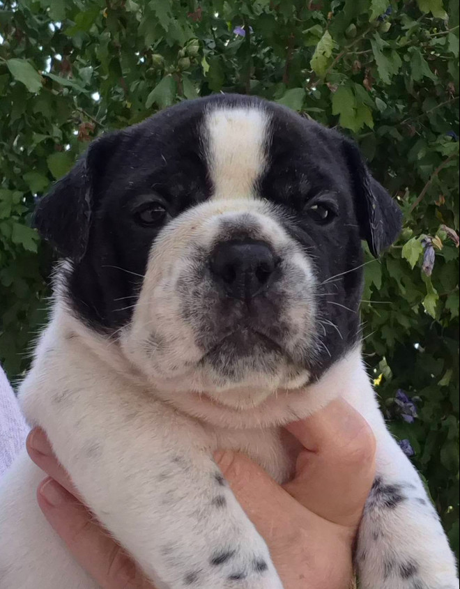 De la queue du grill - Chiots disponibles - Bulldog continental