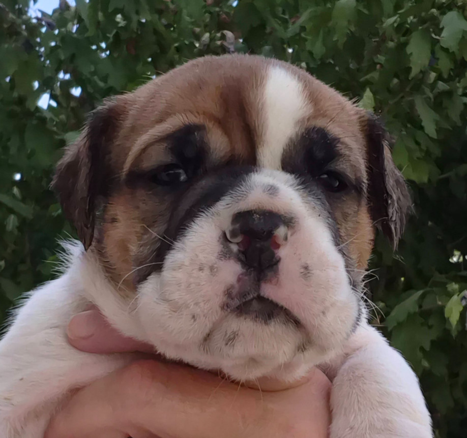De la queue du grill - Chiots disponibles - Bulldog continental