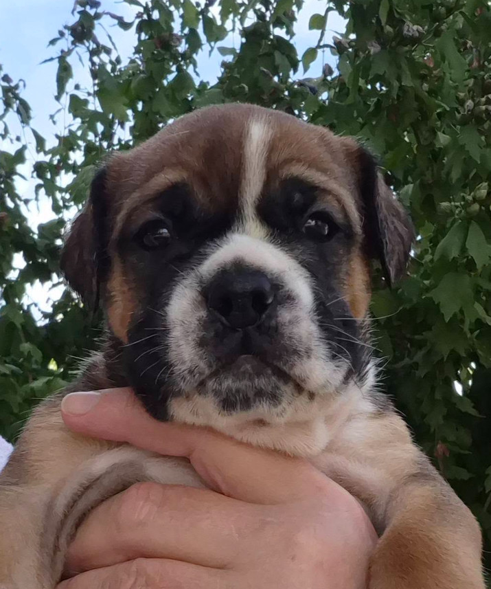 De la queue du grill - Chiots disponibles - Bulldog continental