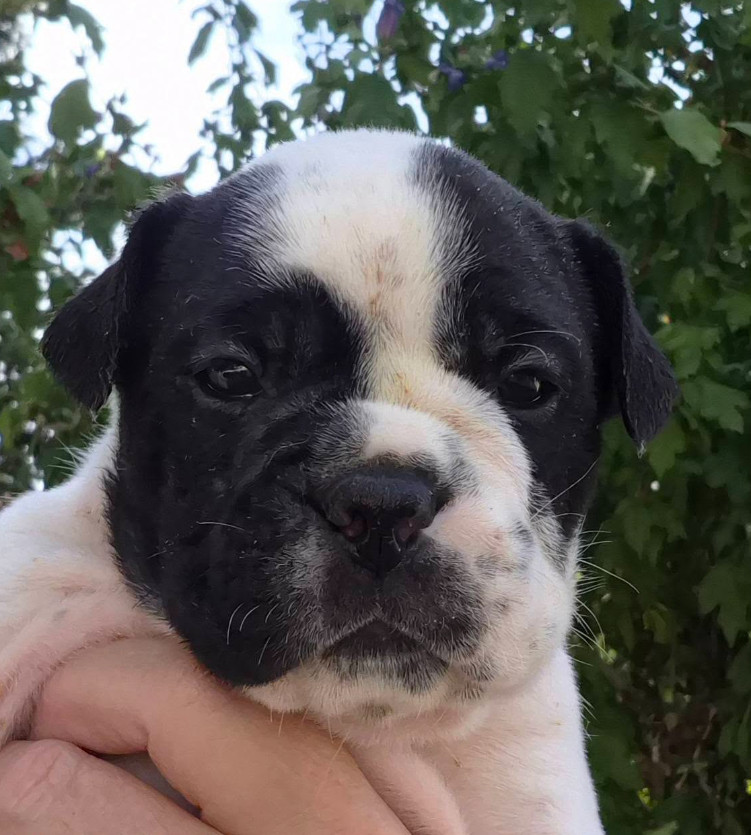 De la queue du grill - Chiots disponibles - Bulldog continental