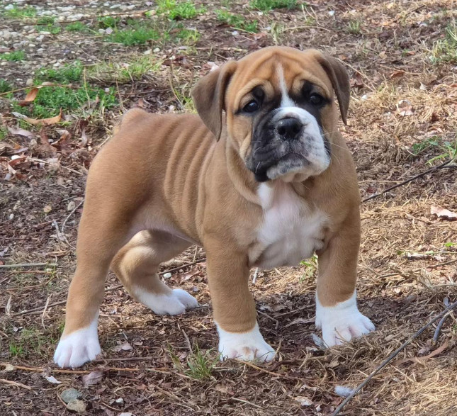 De la queue du grill - Chiots disponibles - Bulldog continental
