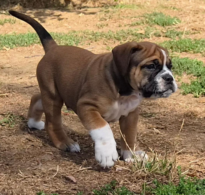 De la queue du grill - Chiots disponibles - Bulldog continental