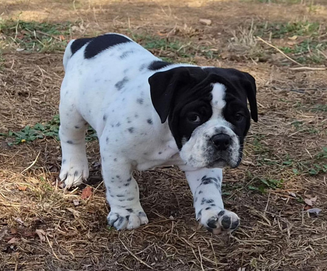 De la queue du grill - Chiots disponibles - Bulldog continental