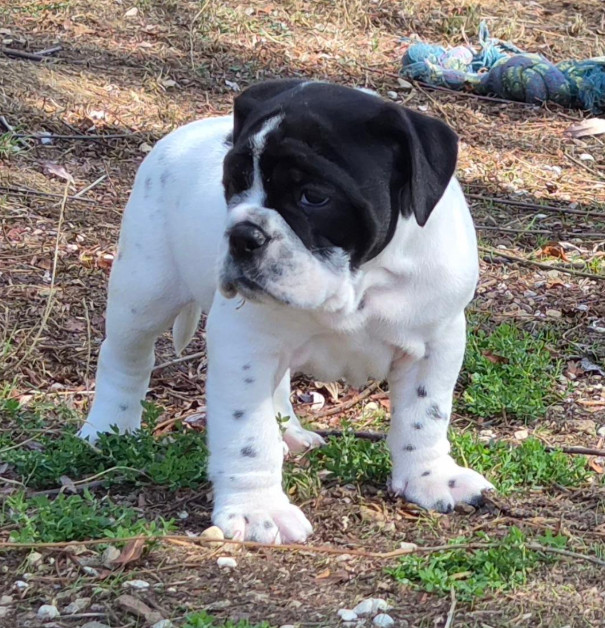 De la queue du grill - Chiots disponibles - Bulldog continental