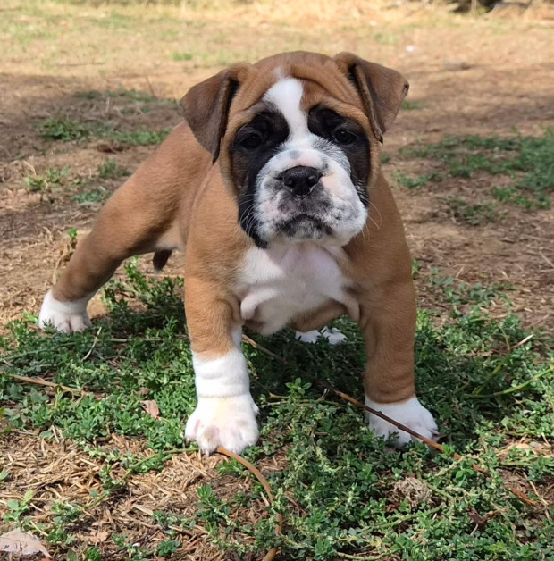 De la queue du grill - Chiots disponibles - Bulldog continental