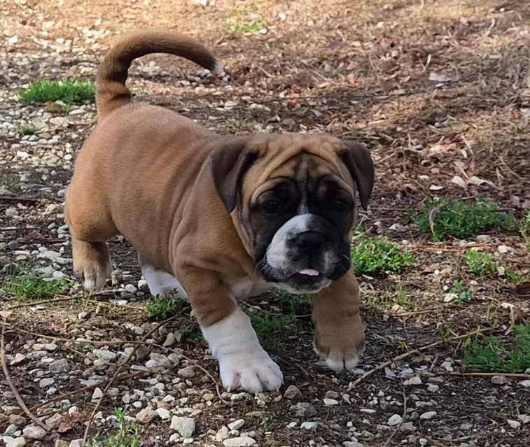 De la queue du grill - Chiots disponibles - Bulldog continental