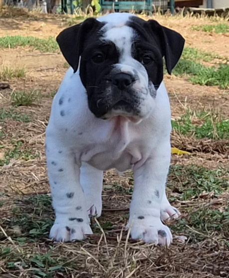 De la queue du grill - Chiots disponibles - Bulldog continental