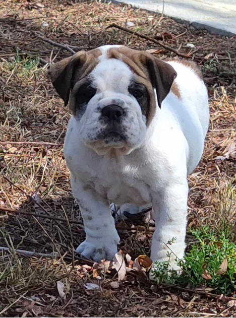 De la queue du grill - Chiots disponibles - Bulldog continental