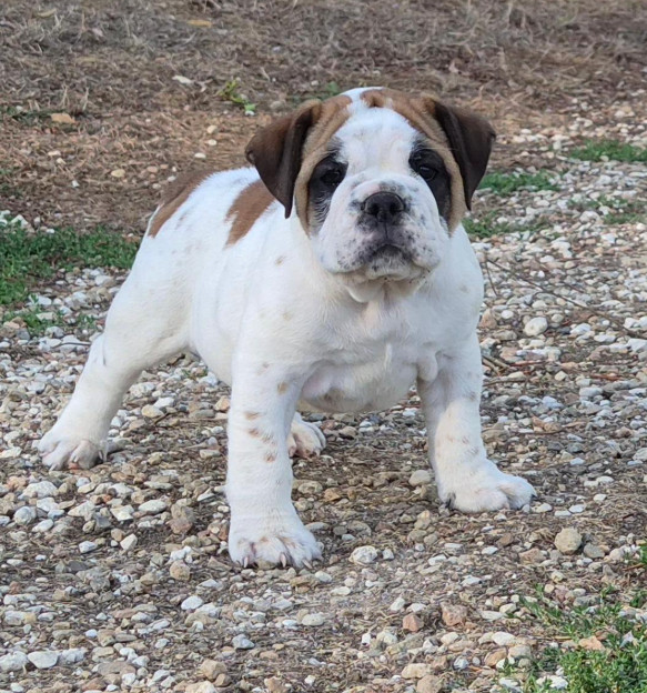 De la queue du grill - Chiots disponibles - Bulldog continental