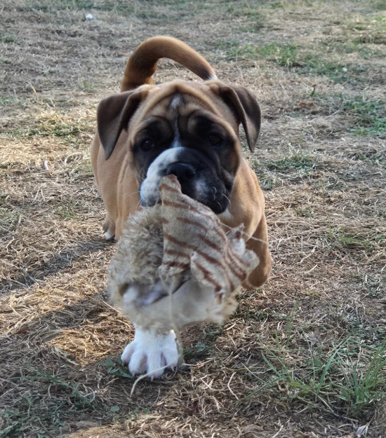 De la queue du grill - Chiots disponibles - Bulldog continental