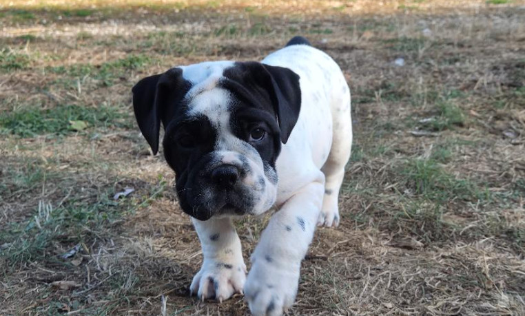 De la queue du grill - Chiots disponibles - Bulldog continental