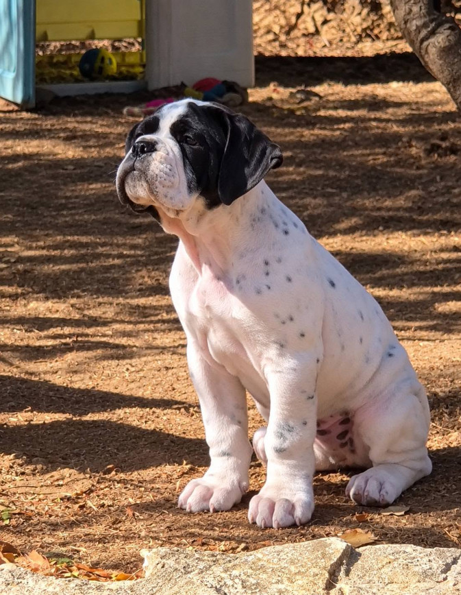 De la queue du grill - Chiots disponibles - Bulldog continental