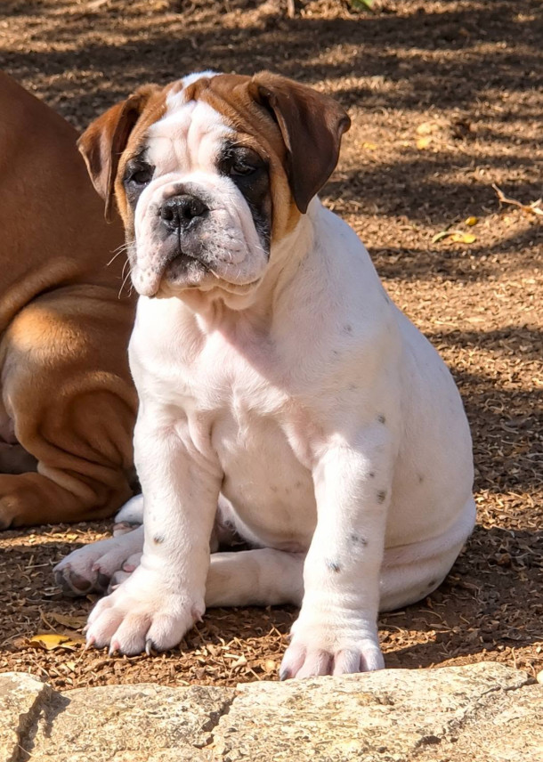 De la queue du grill - Chiots disponibles - Bulldog continental