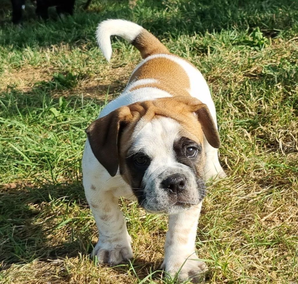 De la queue du grill - Chiots disponibles - Bulldog continental