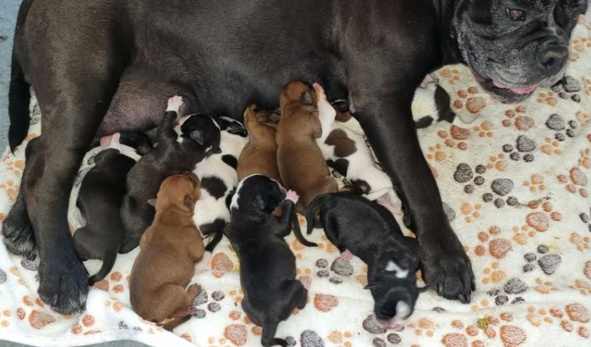De la queue du grill - Chiots disponibles - Bulldog continental